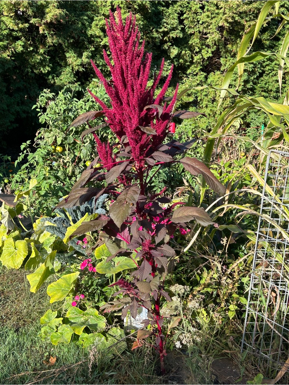 Magenta Amaranth Seeds - Only Canada can buy